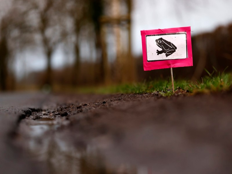 Wetter in Niedersachsen lockt sie hervor! Wer dieses Flecken-Tier sieht, sollte sofort handeln