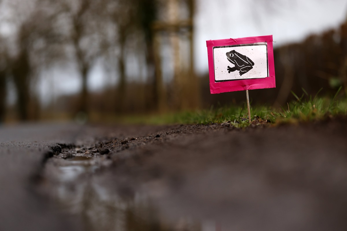 Das Wetter in Niedersachsen lockt die Wechselkröten aus ihren Verstecken. (Symbolbild)