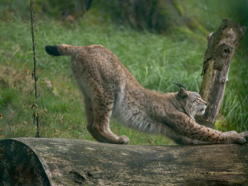 Harz: Besucher machen irre Beobachtung im Wildkatzengehege – wenig später herrscht Gewissheit