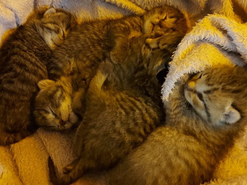 Das Tierheim Peine kümmert sich aktuell um vier kleine Katzenbabys.
