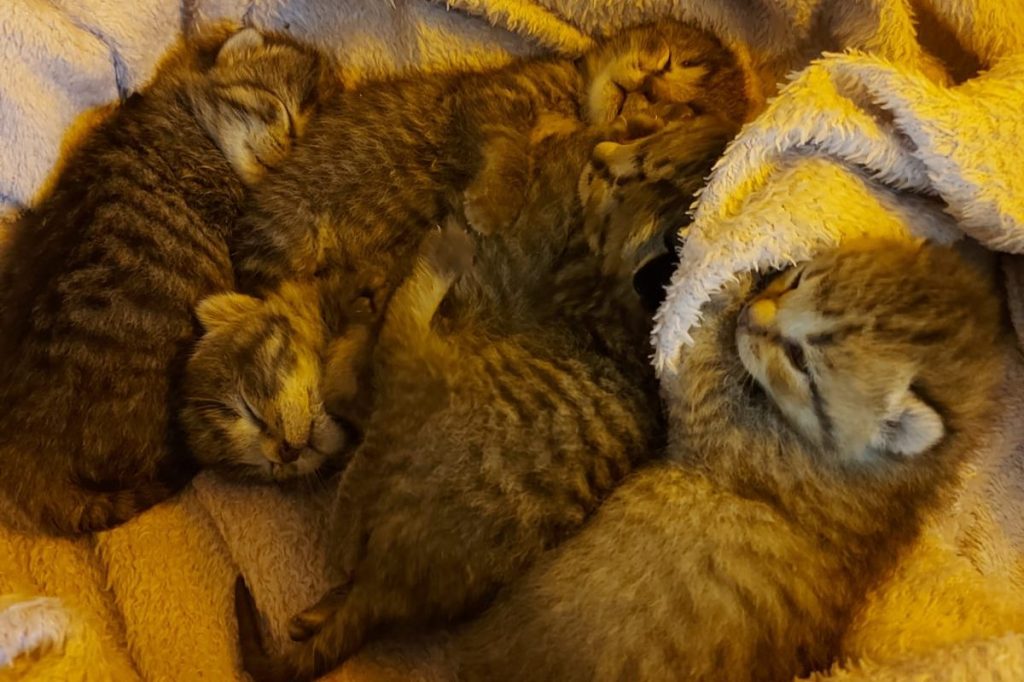 Das Tierheim Peine kümmert sich aktuell um vier kleine Katzenbabys.