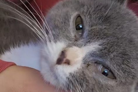 grau weißer Kater in der Tierhilfe Wolfsburg