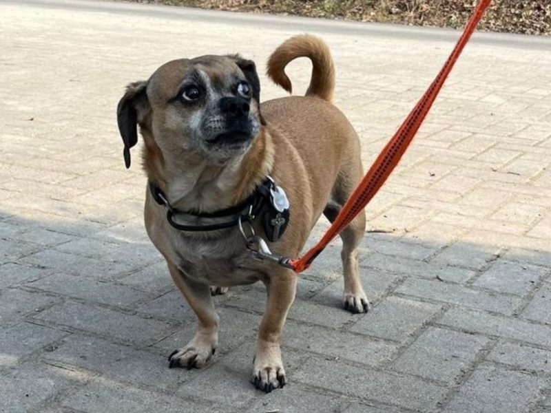 Tierheim Helmstedt: Hund „Benni“ mit tragischem Schicksal! „Leben hat wieder zugeschlagen“