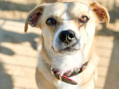 Tierheim Salzgitter: Schicksal von Hund „Tucker“ ist „ungewöhnlich“ – „Bleibt ein Rätsel“