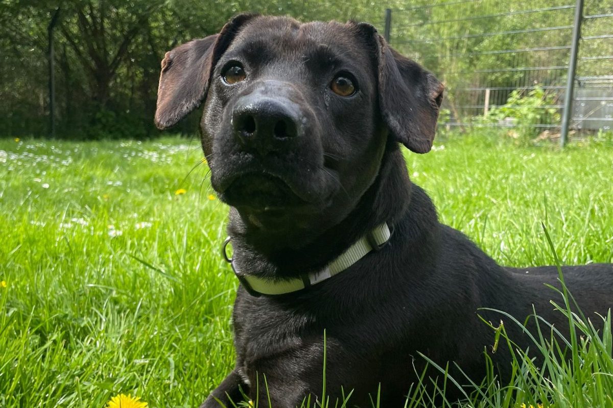 Hund Melvin im Tierheim Peine