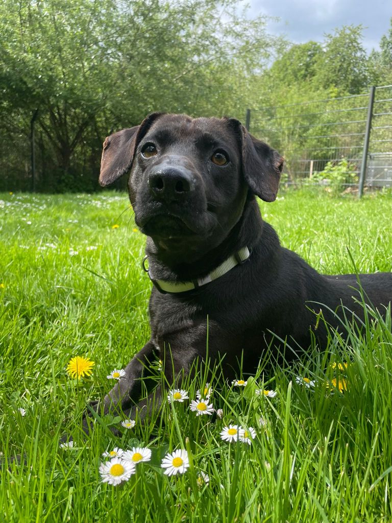 Hund Melvin im Tierheim Peine