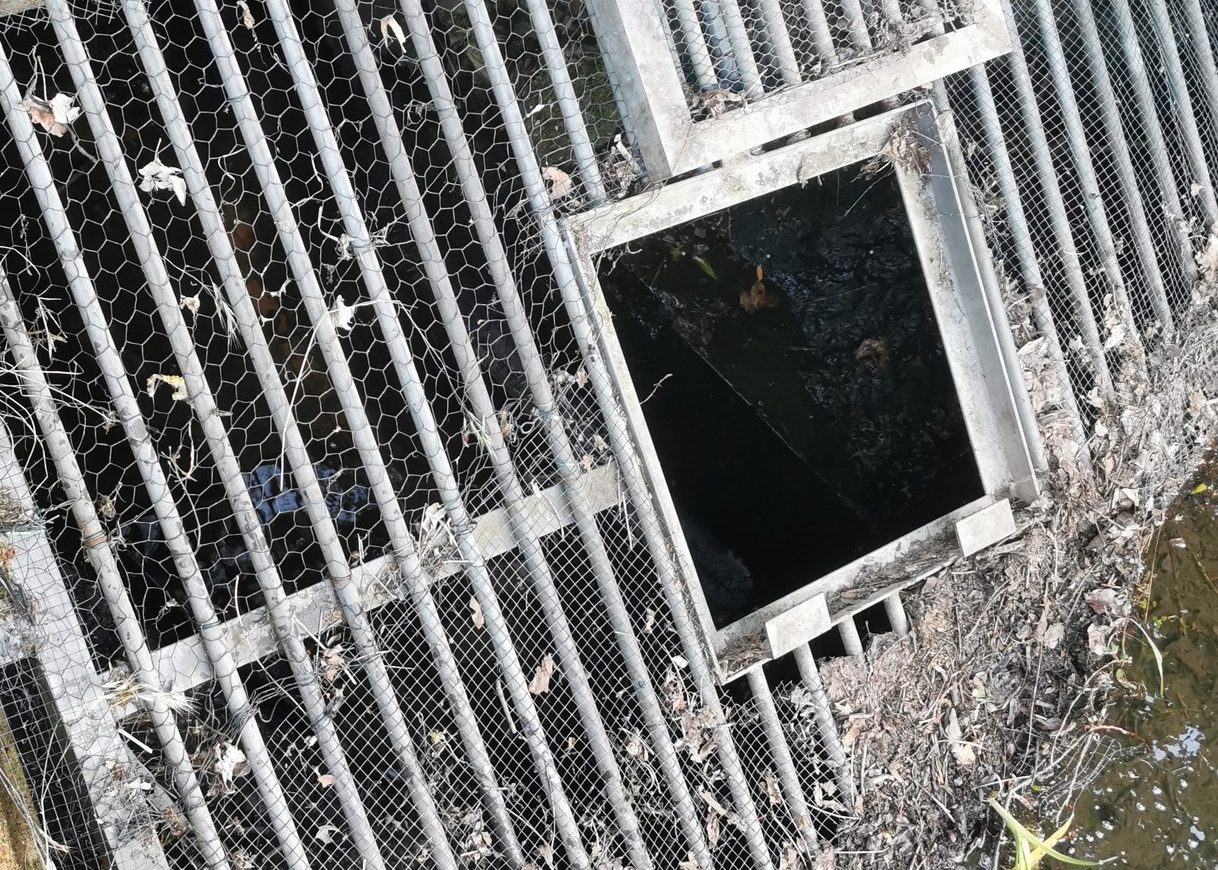 Helmstedt Dramatische Szene am Teich! "Fühlten uns völlig hilflos