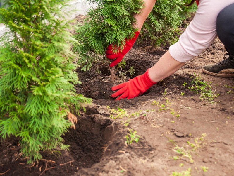 Versteckte Bußgeld-Falle im Garten! Strengere Regel im Anmarsch