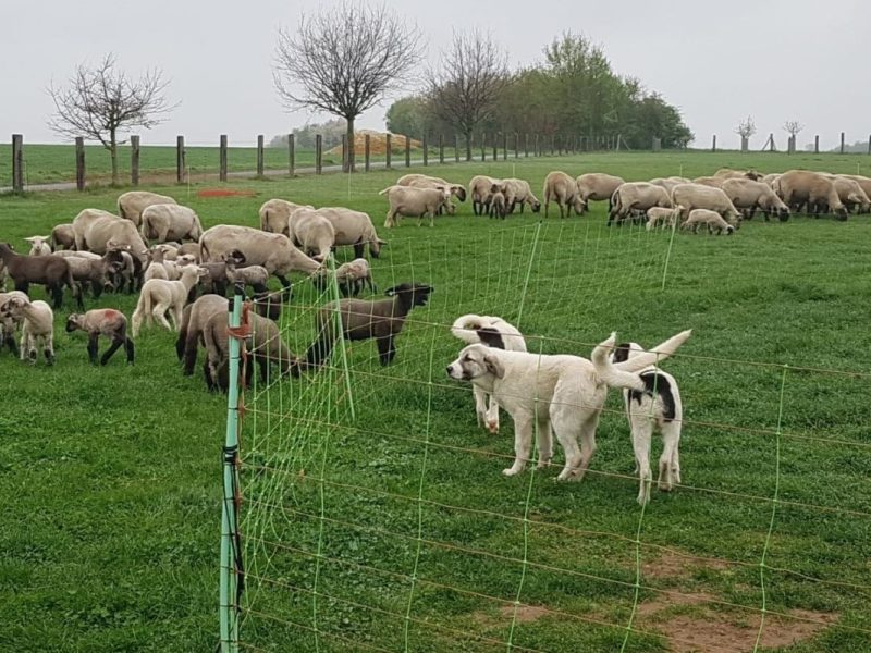 Kreis Wolfenbüttel: Aus Angst vor Wölfen – Schäfer gehen drastischen Weg