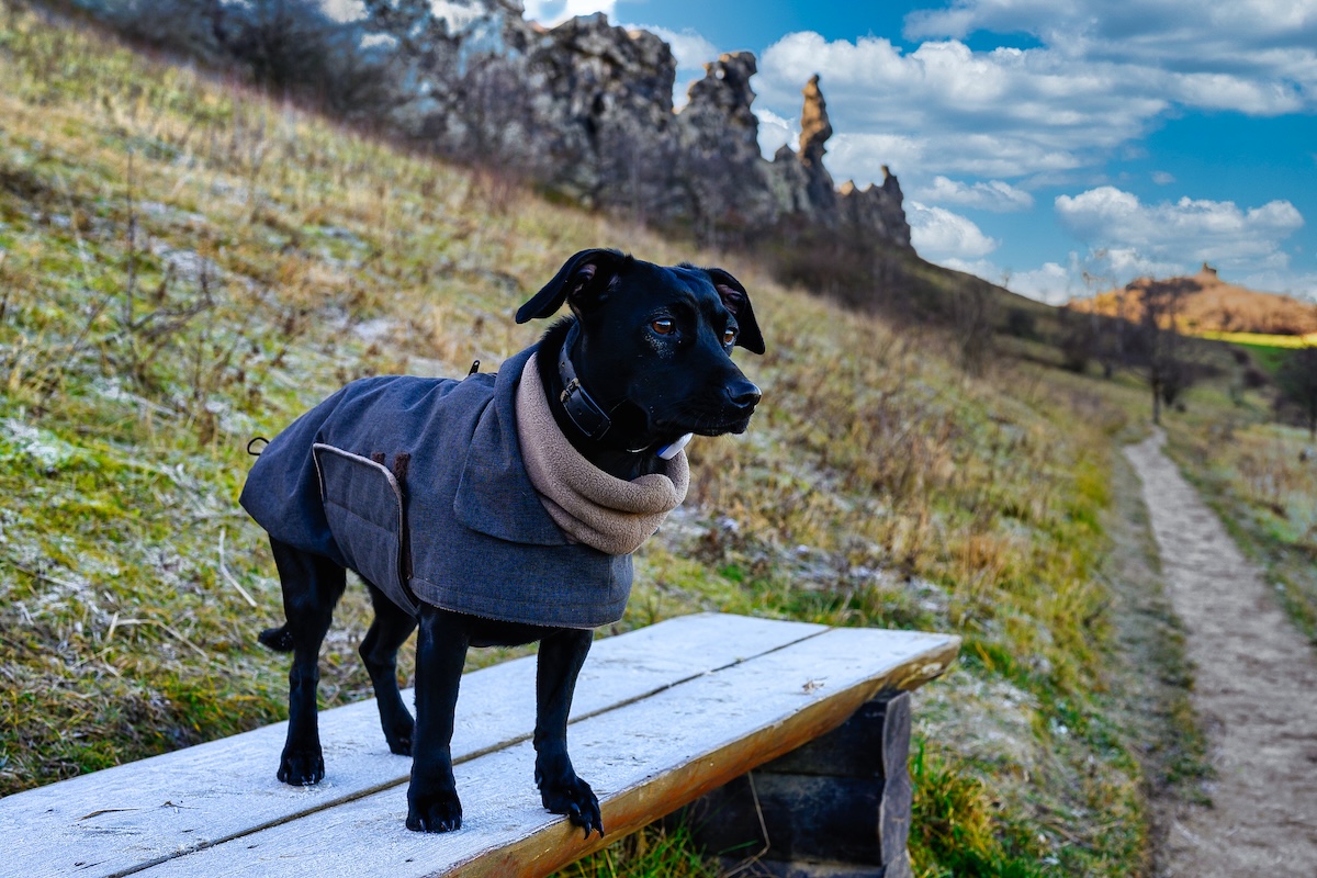 Hund im Harz