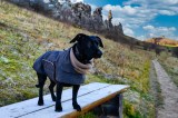 Hund im Harz