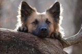 Für Wanderer und ihre Hunde gibt es im Harz jetzt etwas Neues. (Archivbild)
