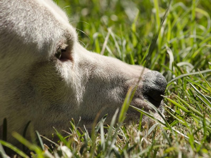 Tierheim Salzgitter: Mitarbeiter fassungslos! „Als Gebärmaschine missbraucht“
