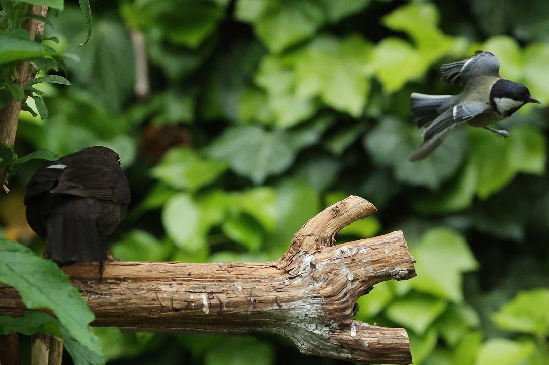 Amsel und Kohlmeise im Wald