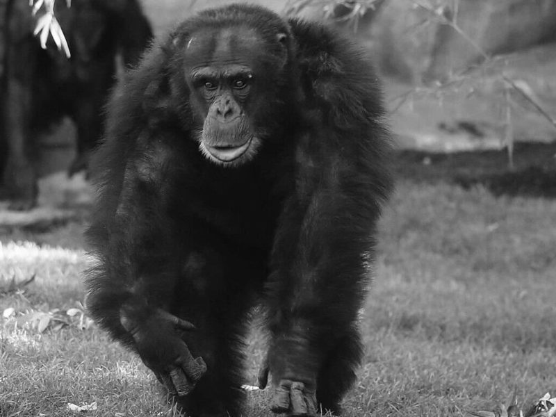 Zoo Hannover verliert Besucherliebling! „Können es nicht fassen“