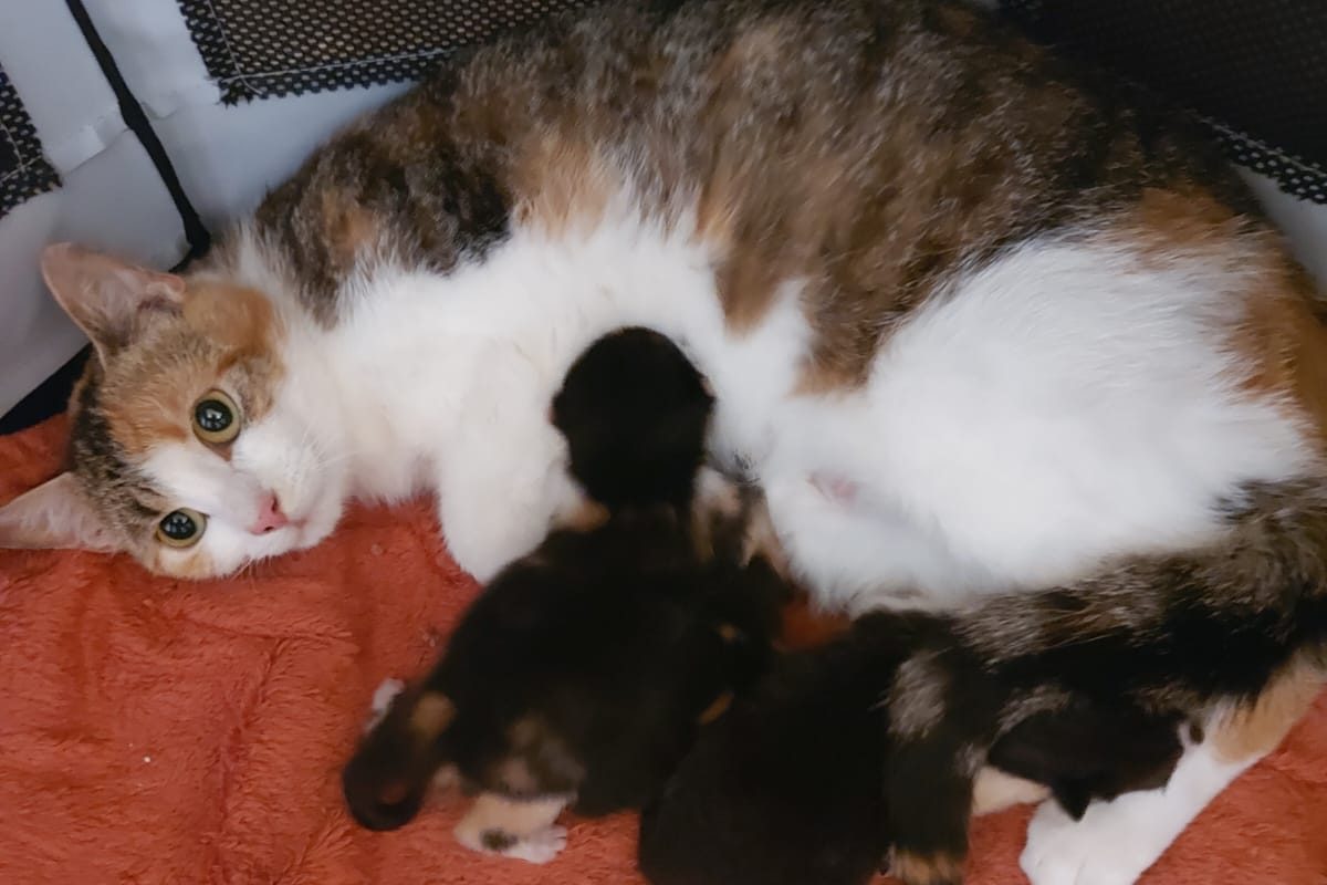 Katze mit ihren Kitten