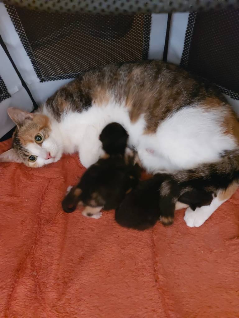 Katze mit ihren Kitten