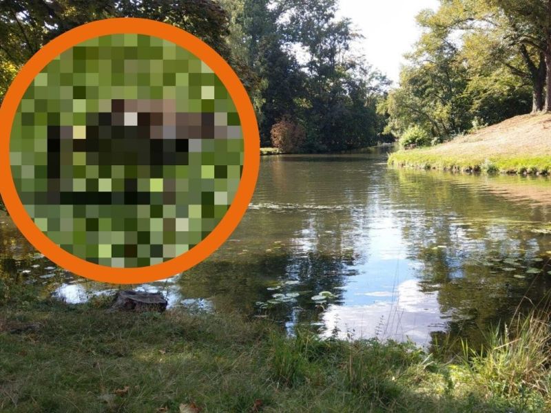 Braunschweiger macht fragwürdige Entdeckung im Park! „Unmöglich und überflüssig“