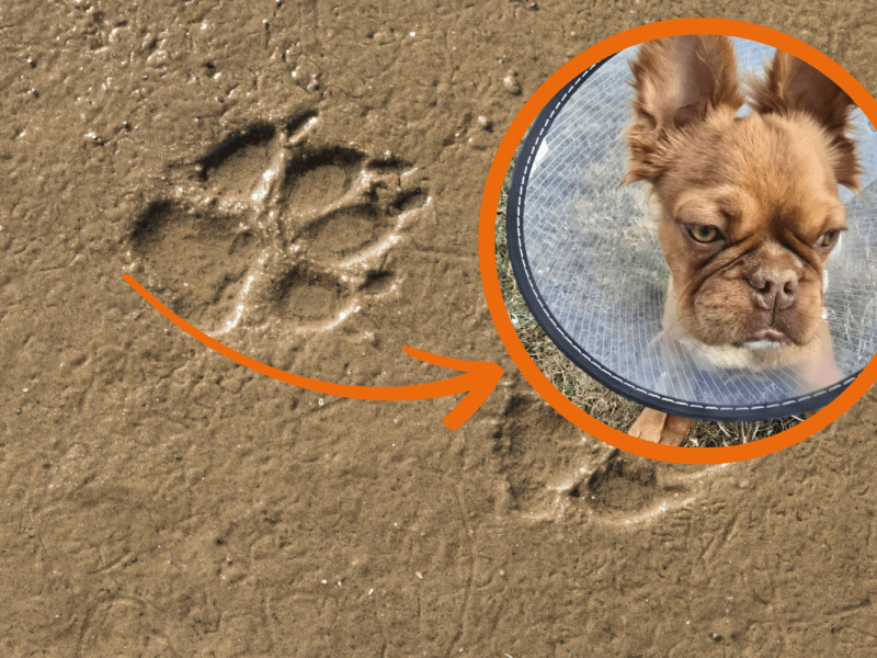 Harz: „Mit Nägeln fixiert“ – kleinem Hund drohen schmerzhafte Wochen