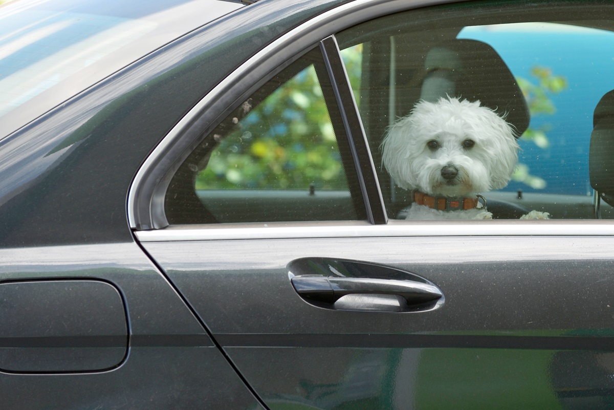 Ein Hund in Peine ist ganz knapp einem schrecklichen Tod entgangen. (Symbolbild)