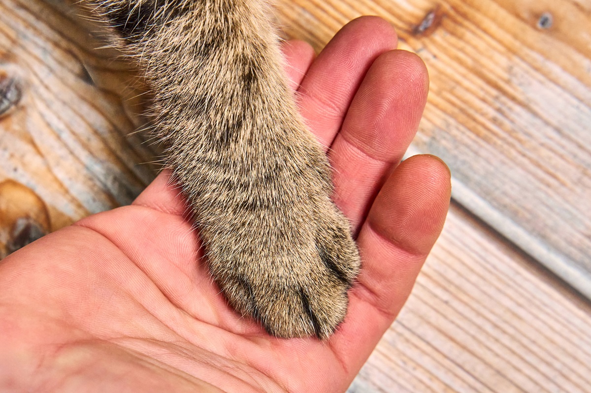 Kater Kasimir aus dem Tierheim Gifhorn sucht ein neues Zuhause. (Symbolbild)