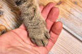 Kater Kasimir aus dem Tierheim Gifhorn sucht ein neues Zuhause. (Symbolbild)