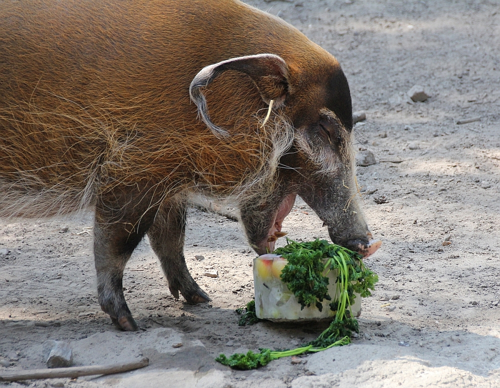 Pinselohrschwein Nikki schnappt sich das Eis-Gemüse im Sambesi Kraal.