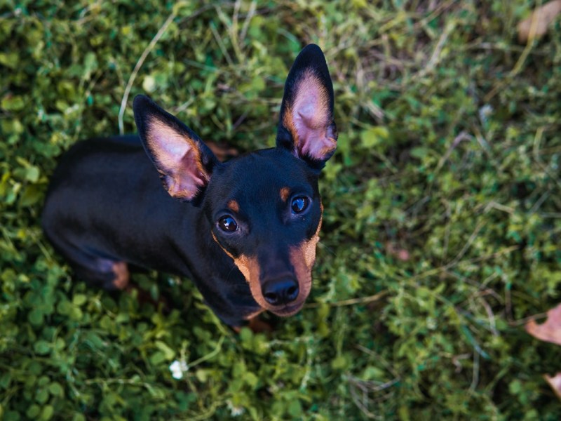 Schicksal schlägt in Gifhorn wieder zu! Hund Lenny „kann leider nicht bleiben“