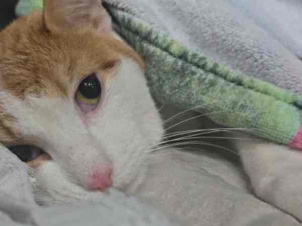 Wolfsburg: Kater soll sterben – „Dann passierte etwas Unglaubliches“