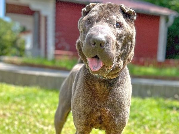 Auf einmal ist alles anders – Hund aus Salzgitter verliert sein geliebtes Zuhause