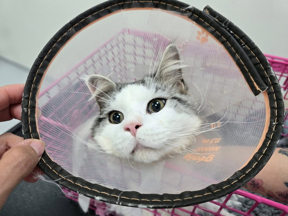 Kater Nimbus Tierhilfe Wolfsburg