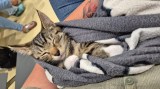 Katerchen Tom muss operiert werden.