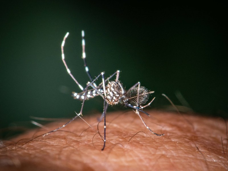 Gefährliches Virus klopft in Deutschland an – so groß ist die Gefahr für Niedersachsen