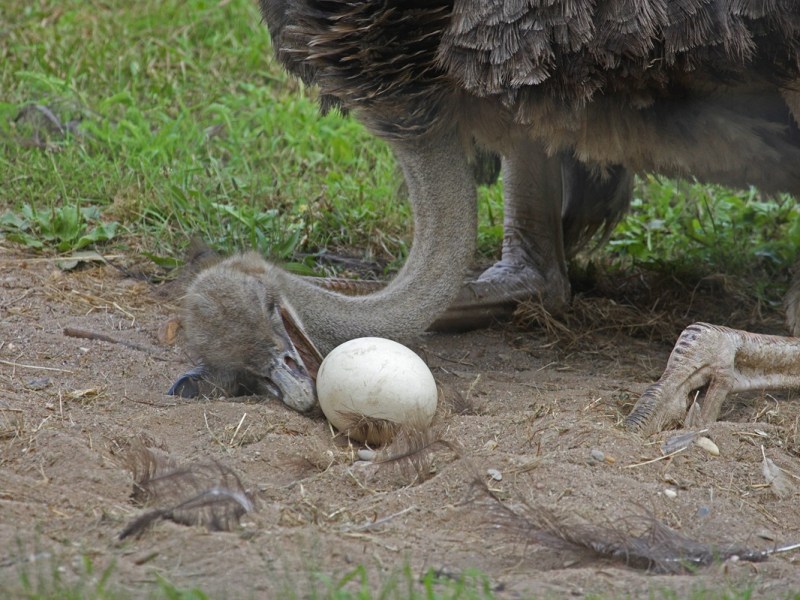„Können es nicht riskieren!“ Pflegern im Zoo Hannover bleibt keine andere Wahl