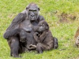 Zoo Hannover Gorilla