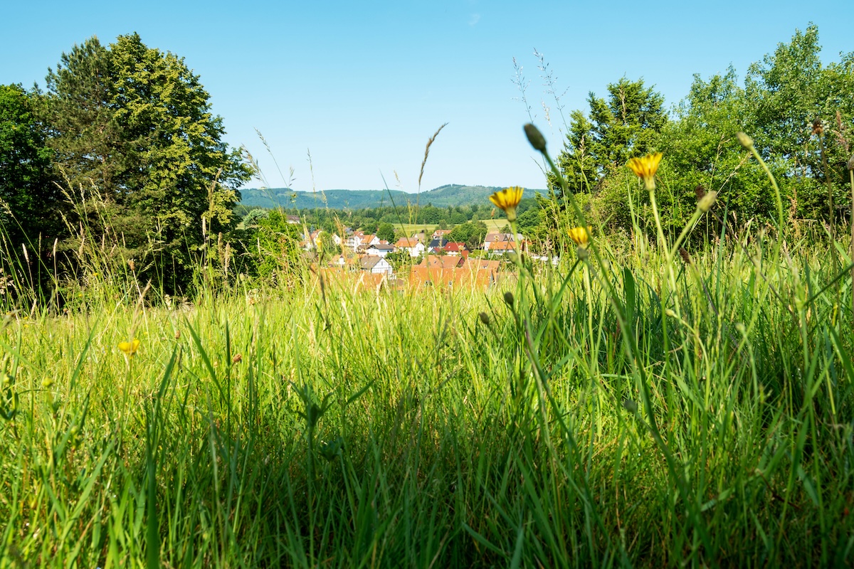 Harz Landschaft