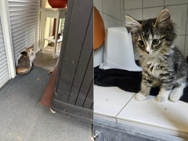 Tierheim-Mitarbeiter aus Peine wegen Katzen-Schicksal fassungslos: „Muss so eine Angst gehabt haben“