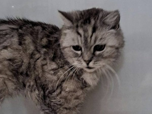 Gifhorn: Kater Oskar soll qualvoll sterben – „Diese Tat ist nicht menschlich“