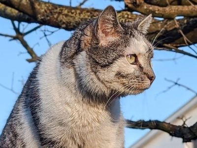 Tierheim-Mitarbeiter in Salzgitter trauern um Joschi! „Wie ein Stück Müll liegengelassen“